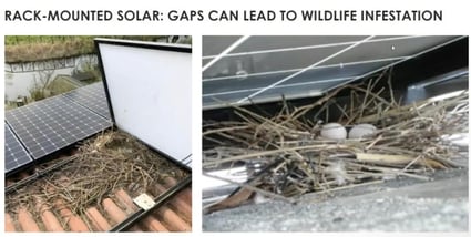 rodent infestation under solar panels on a roof