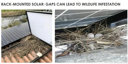 rodent infestation under solar panels on a roof