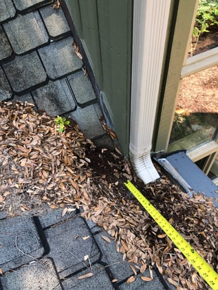 gutter filled with leaf litter