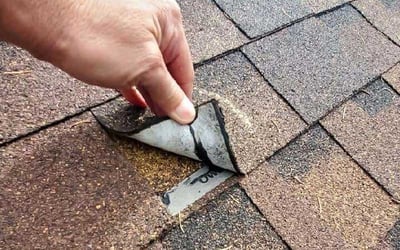 roofer hand lifting the corner of a hail damaged shingle