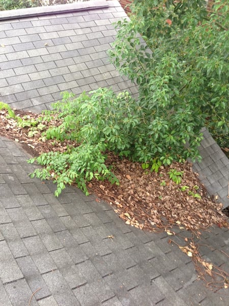 leaf and tree debris in a valley on the roof