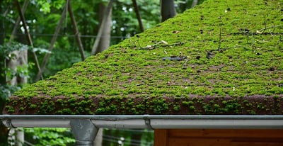 roof-moss