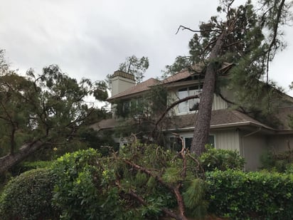 tree fallen through house