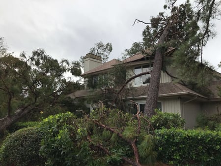 tree leaning on a home after a severe storm