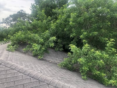 trees leaning on shingle roof