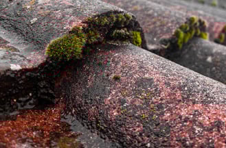 moss growing on roof