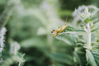 insect in garden