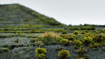 moss on roof shingles