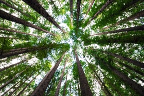 view of trees from the forest floor