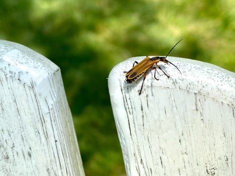 insect on fence post