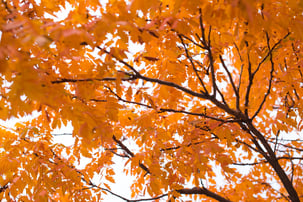 tree during autumn