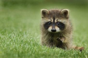 cute raccoon in field