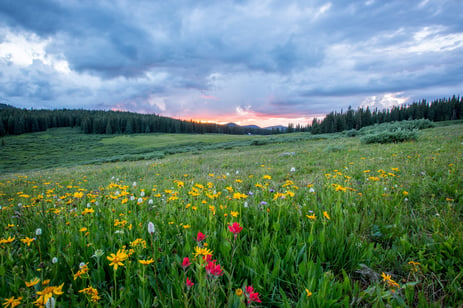 spring flowers