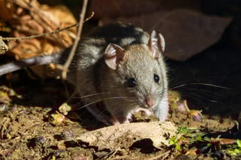 roof rat