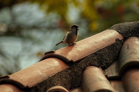 bird sitting on clay roof