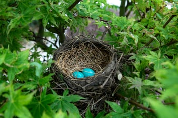 blue eggs in birds nest