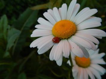 ladybug flower