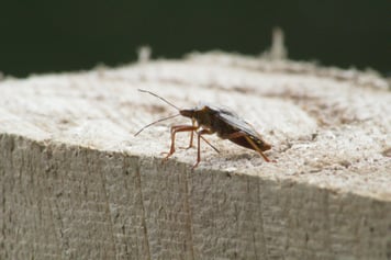 cockroach