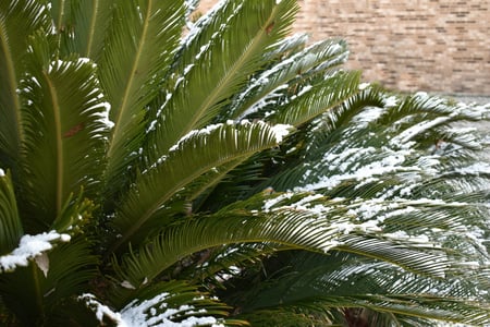 palm tree with frost