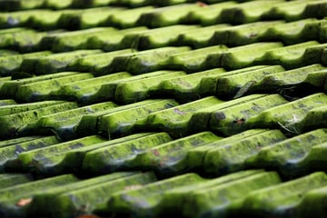 algae on roof tiles