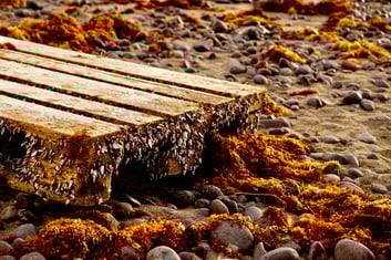 algae growing on beach