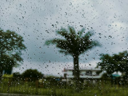 rain on window with palm tree in the distance