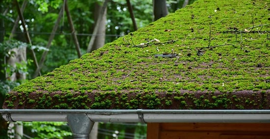 moss on roof