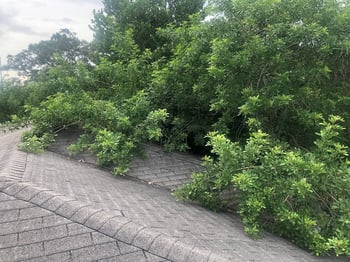 trees leaning on roof