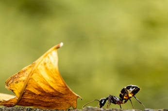 carpenter ant