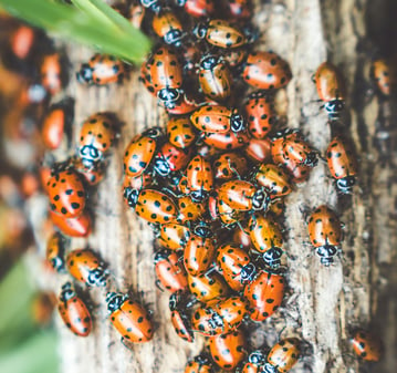 ladybug colony on tree