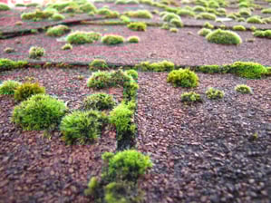moss growing on roof