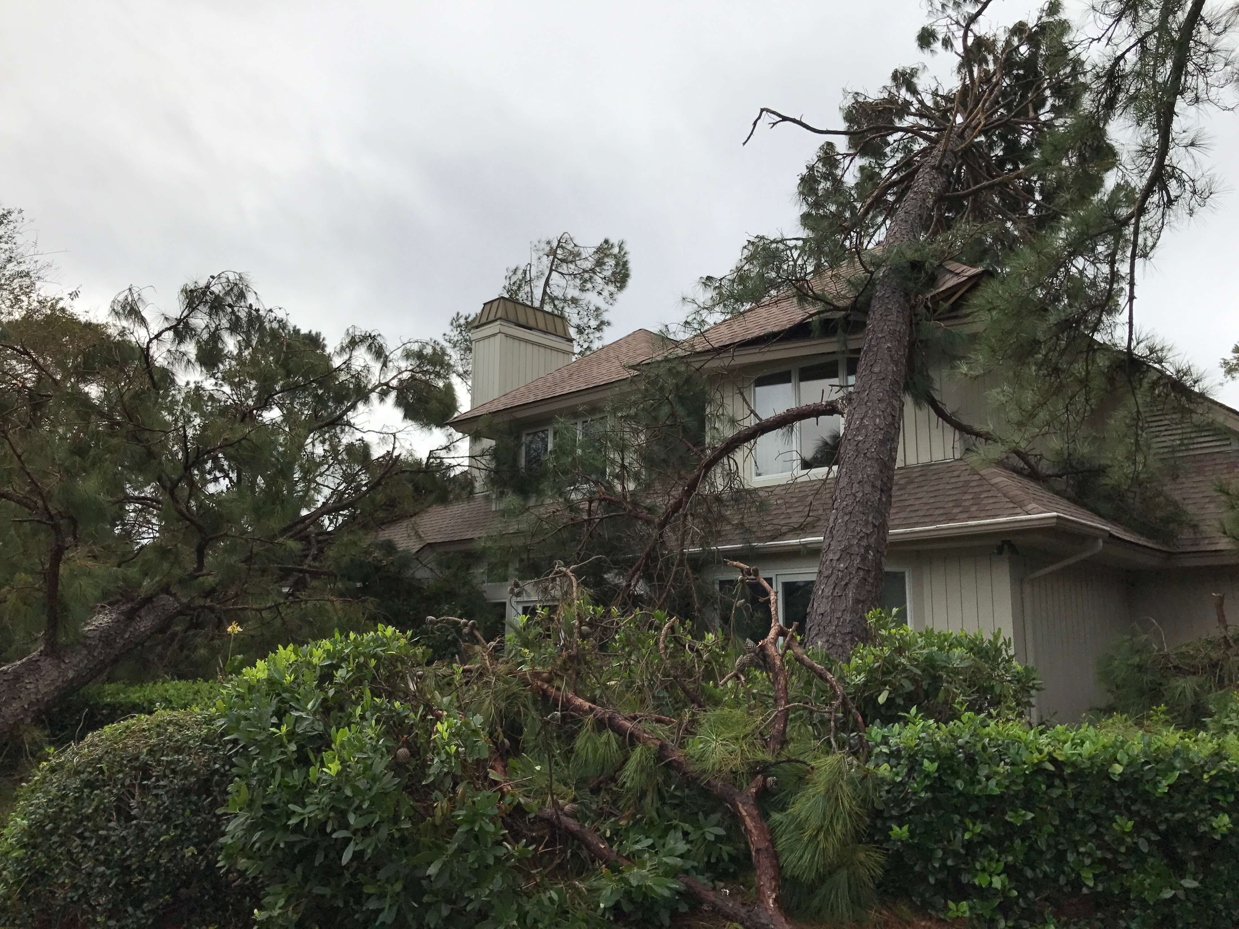 Fallen tree on roof