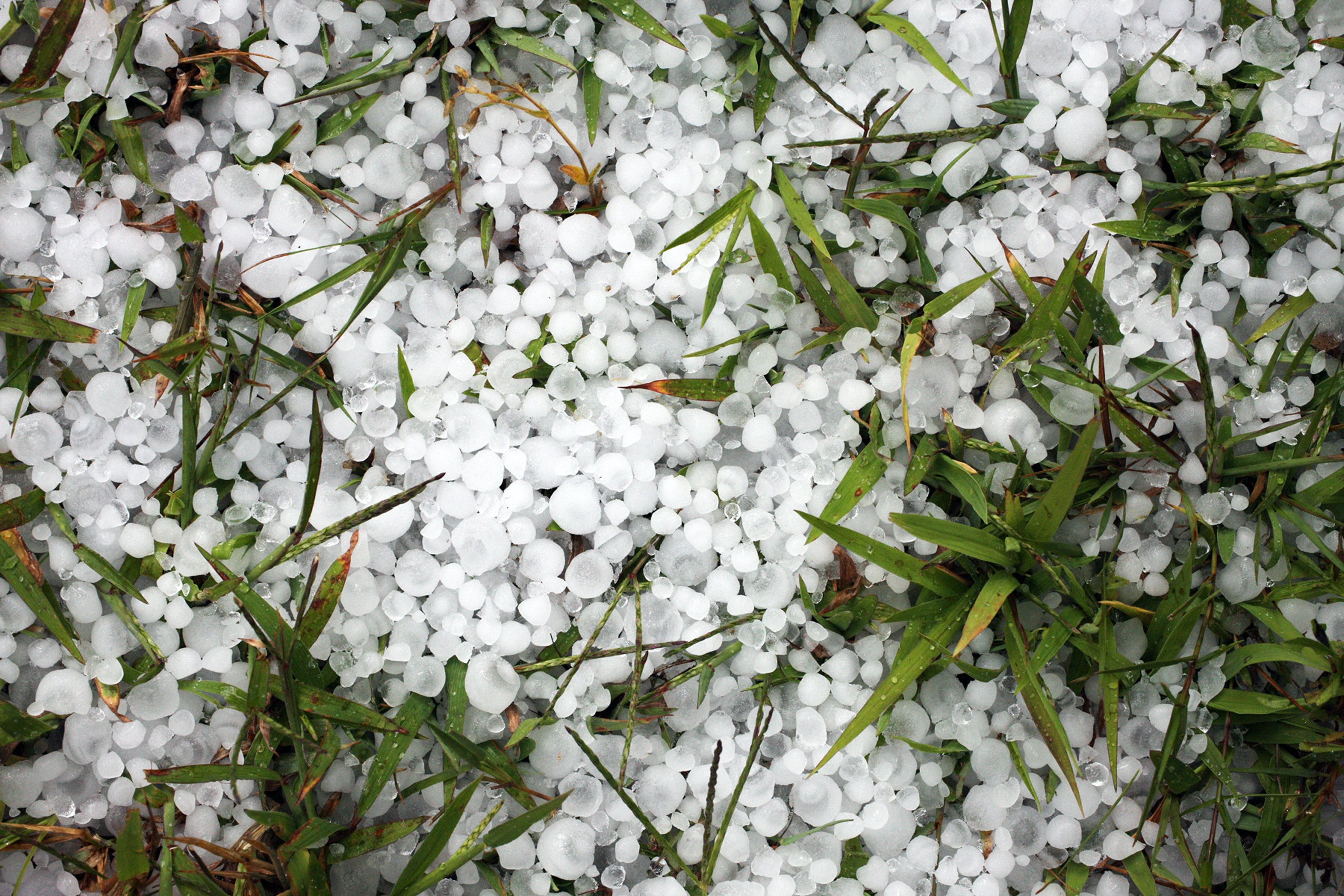 fallen hail in leaves