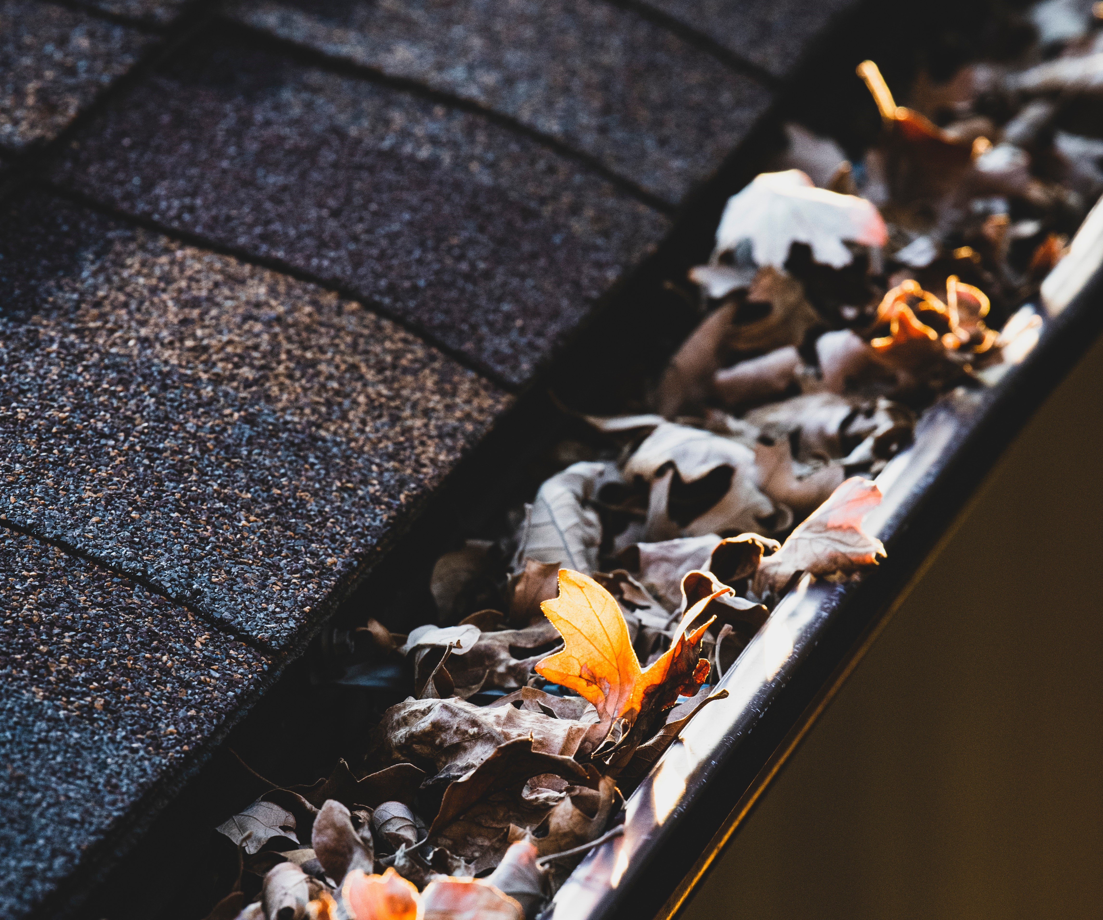 leaves in gutter