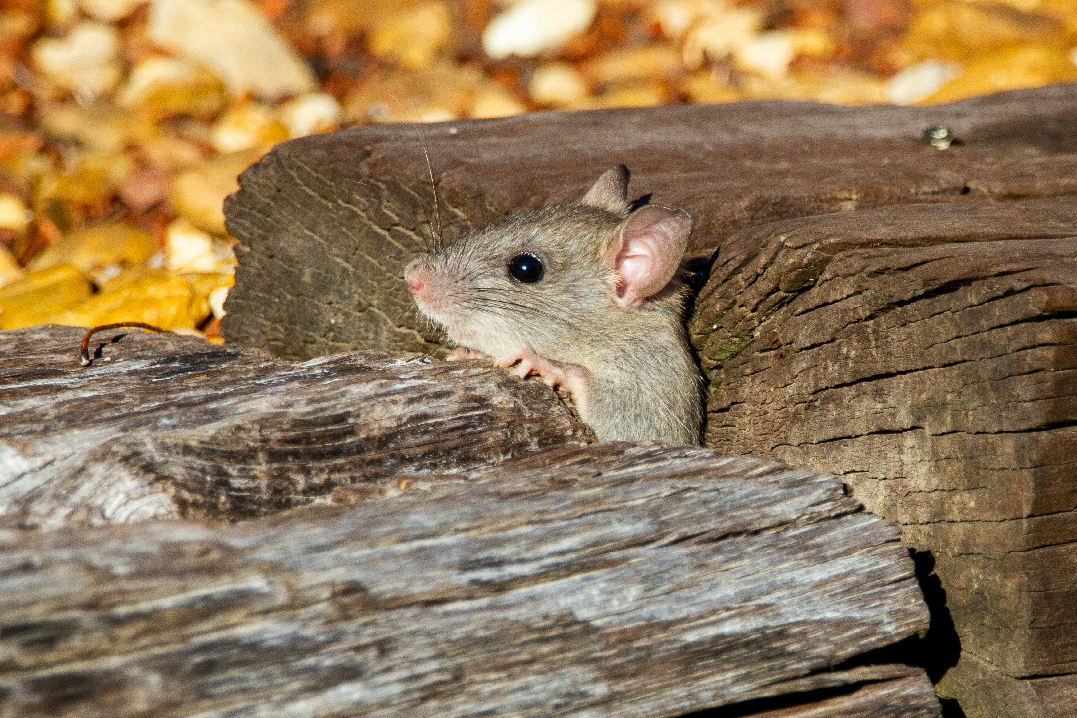 roof rat