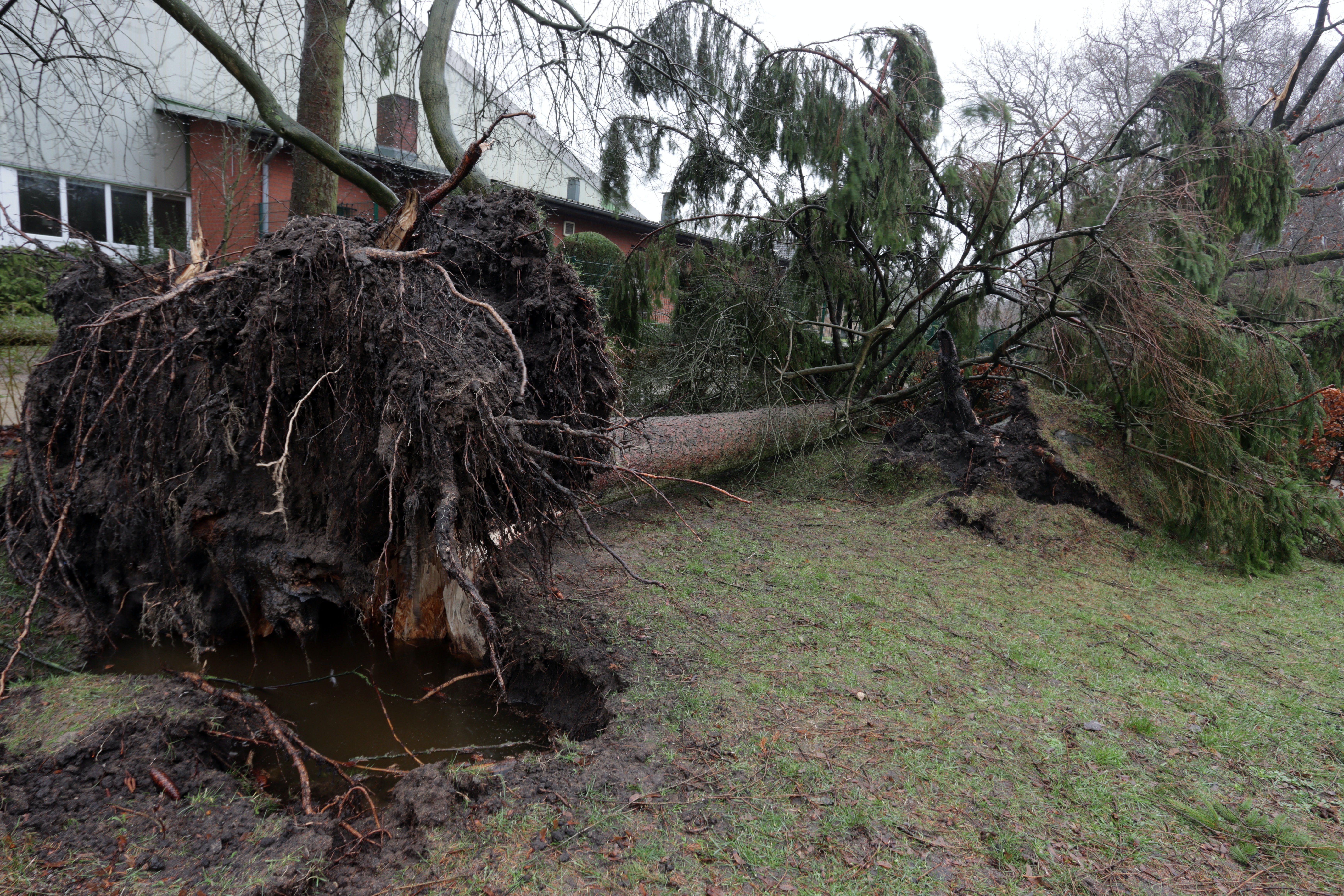 tree uprooted by hurricane