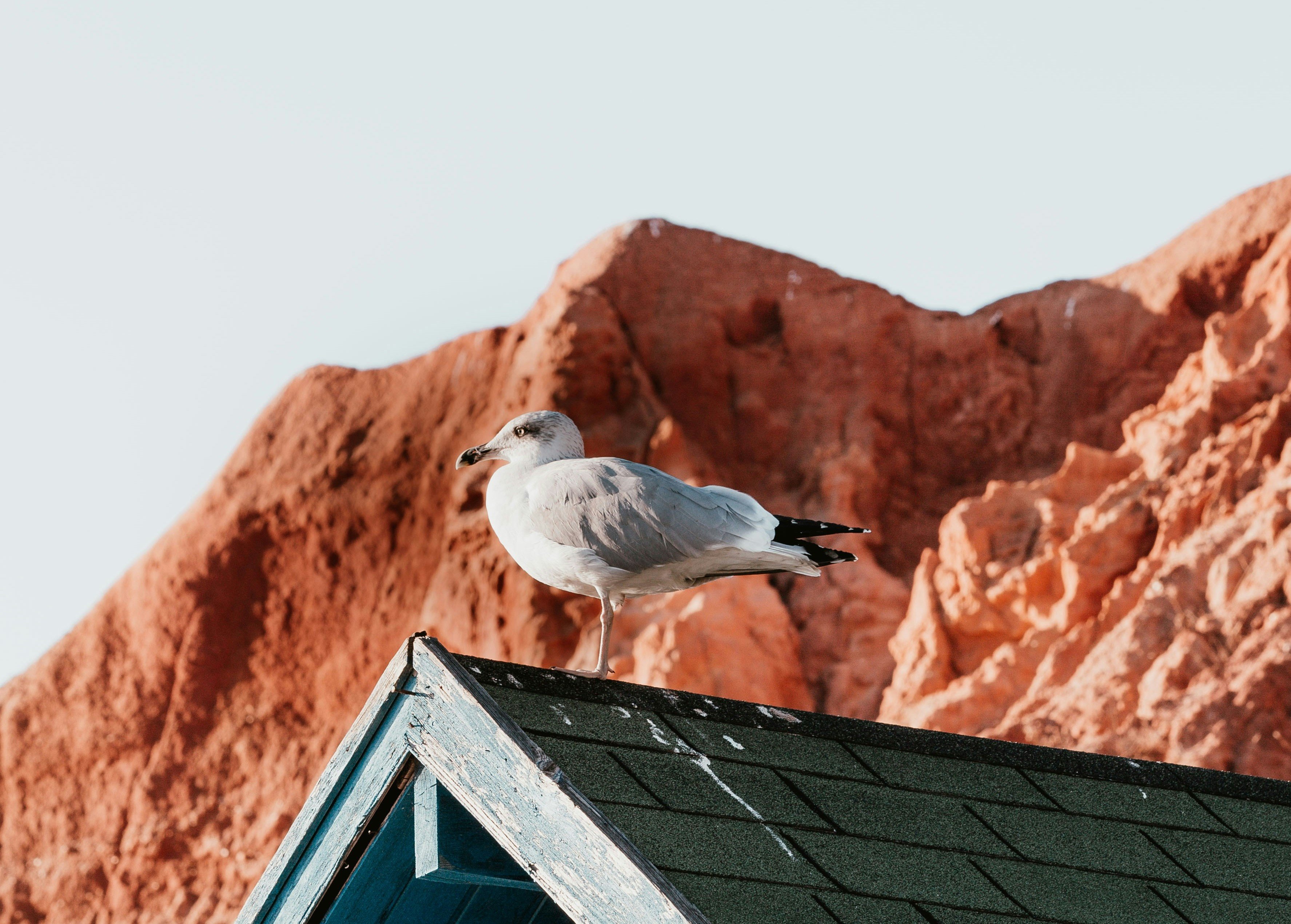 bird on roof