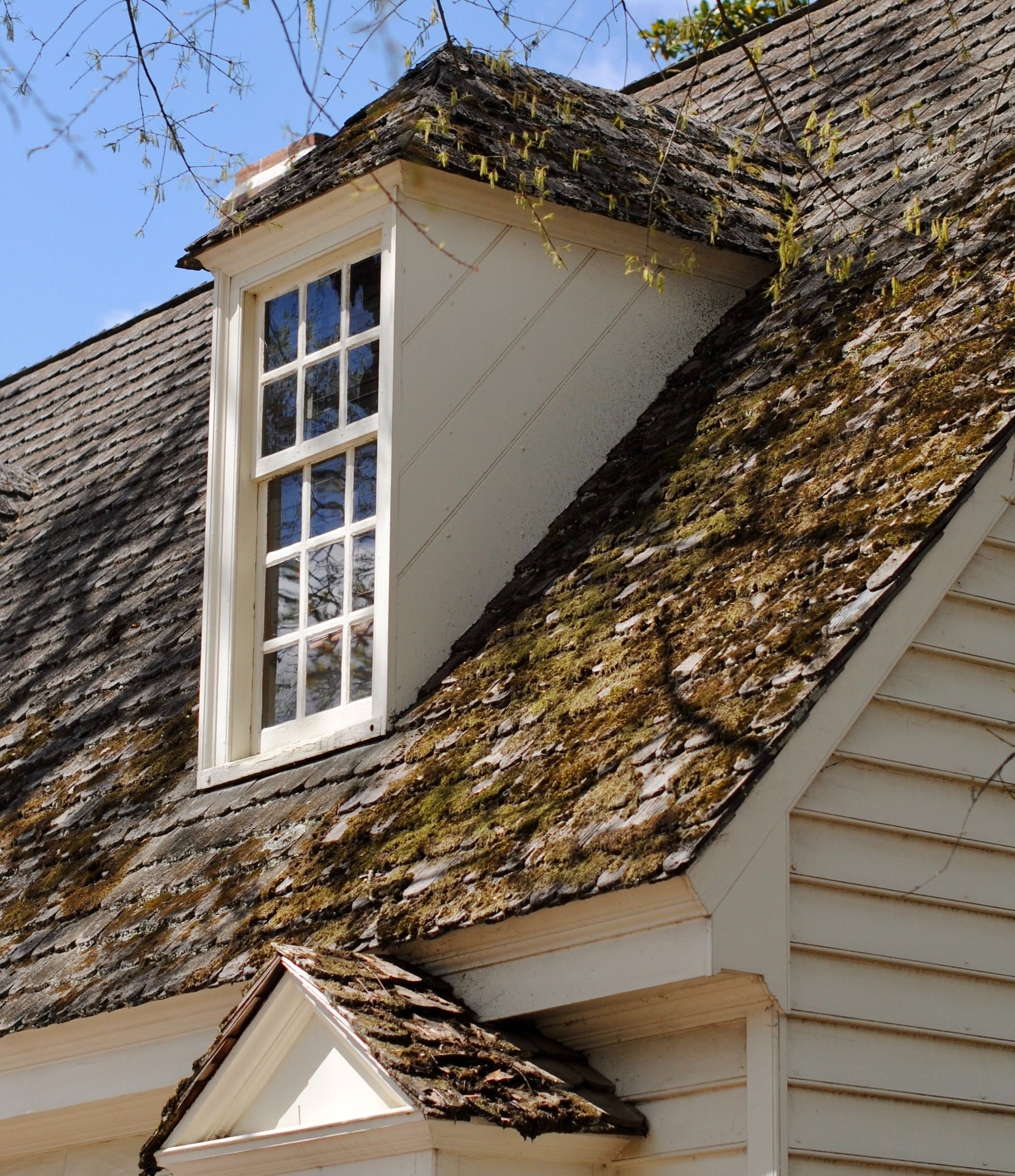 moss growing on colonial home