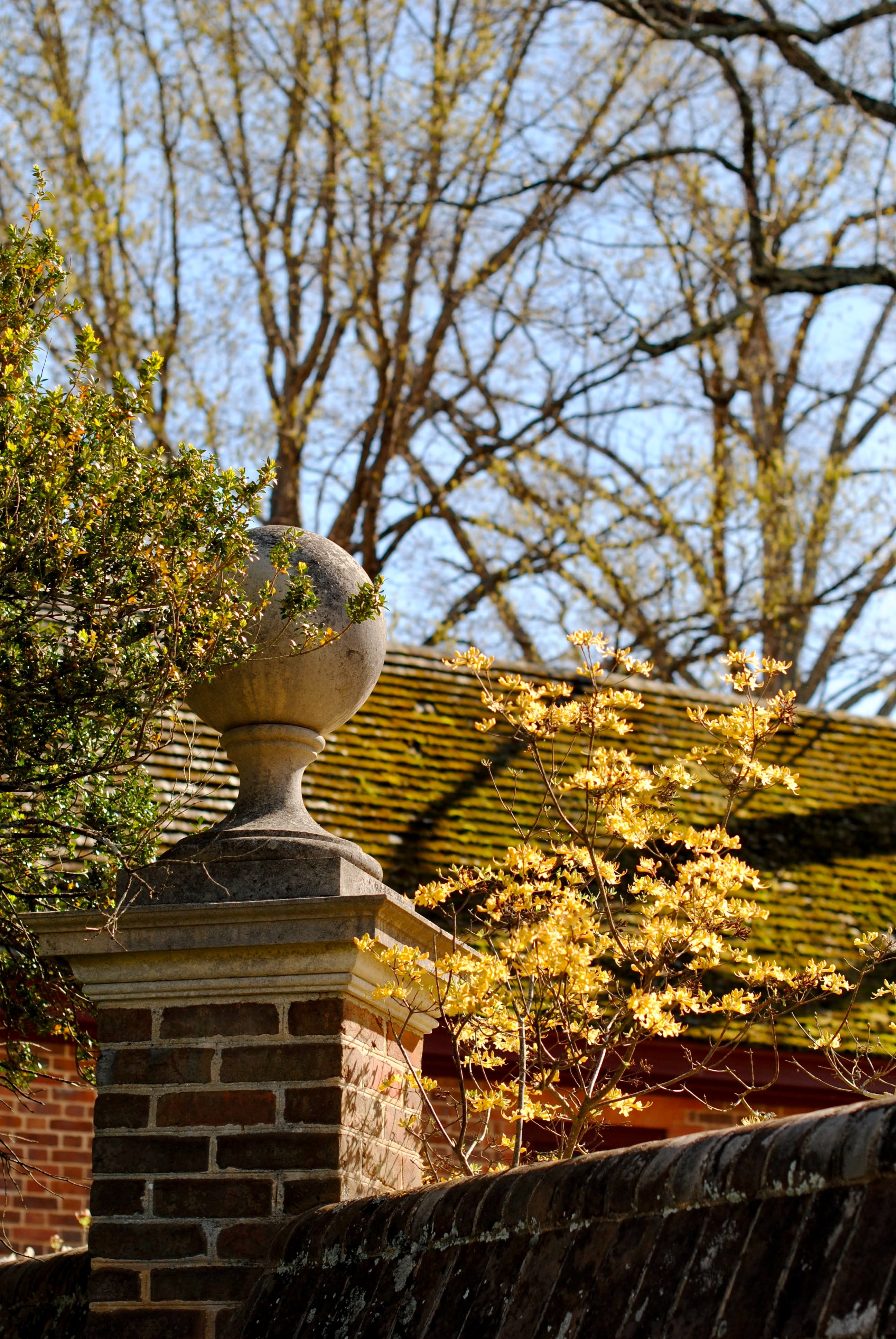 moss on shingle roof