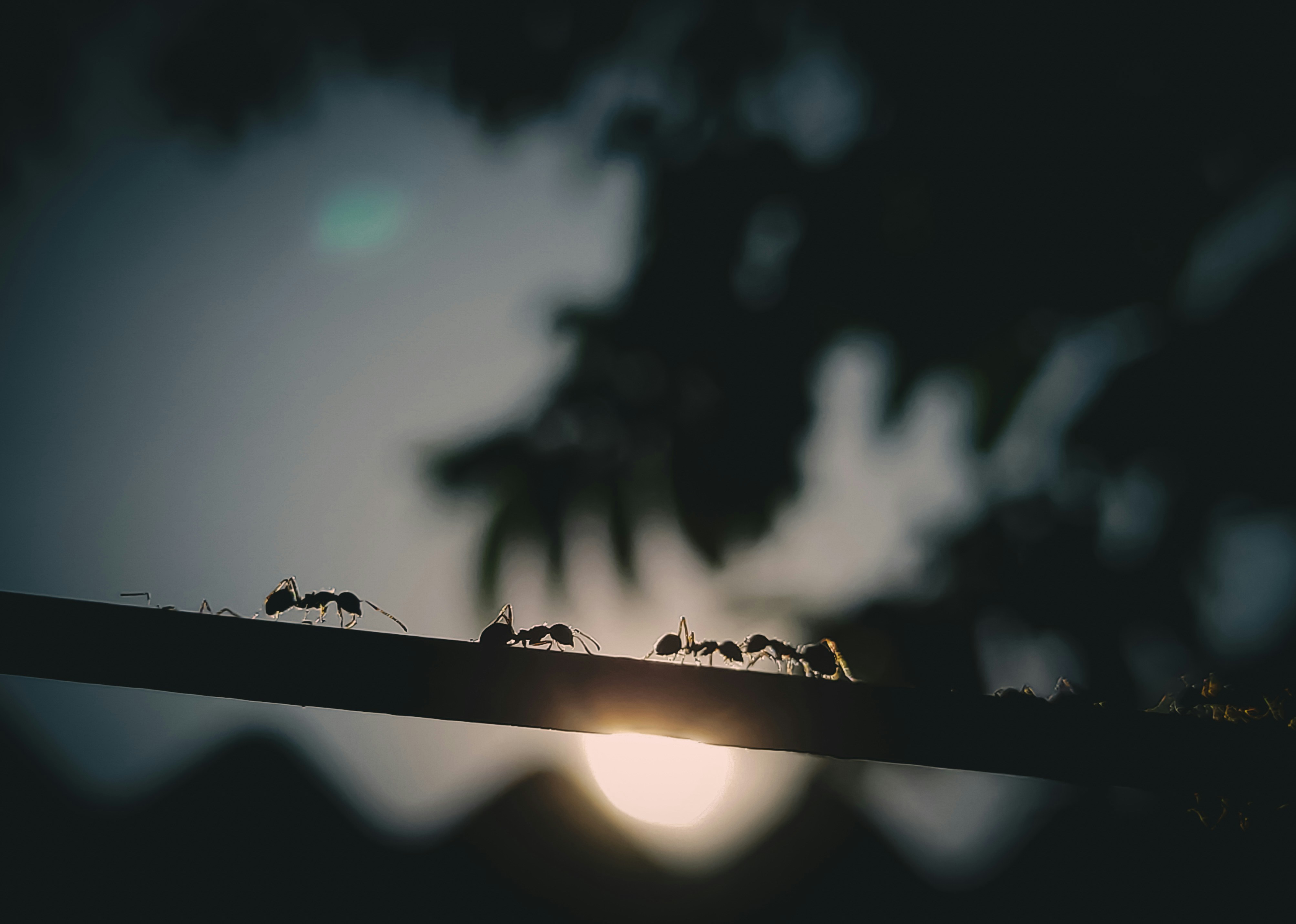 ants walking in line