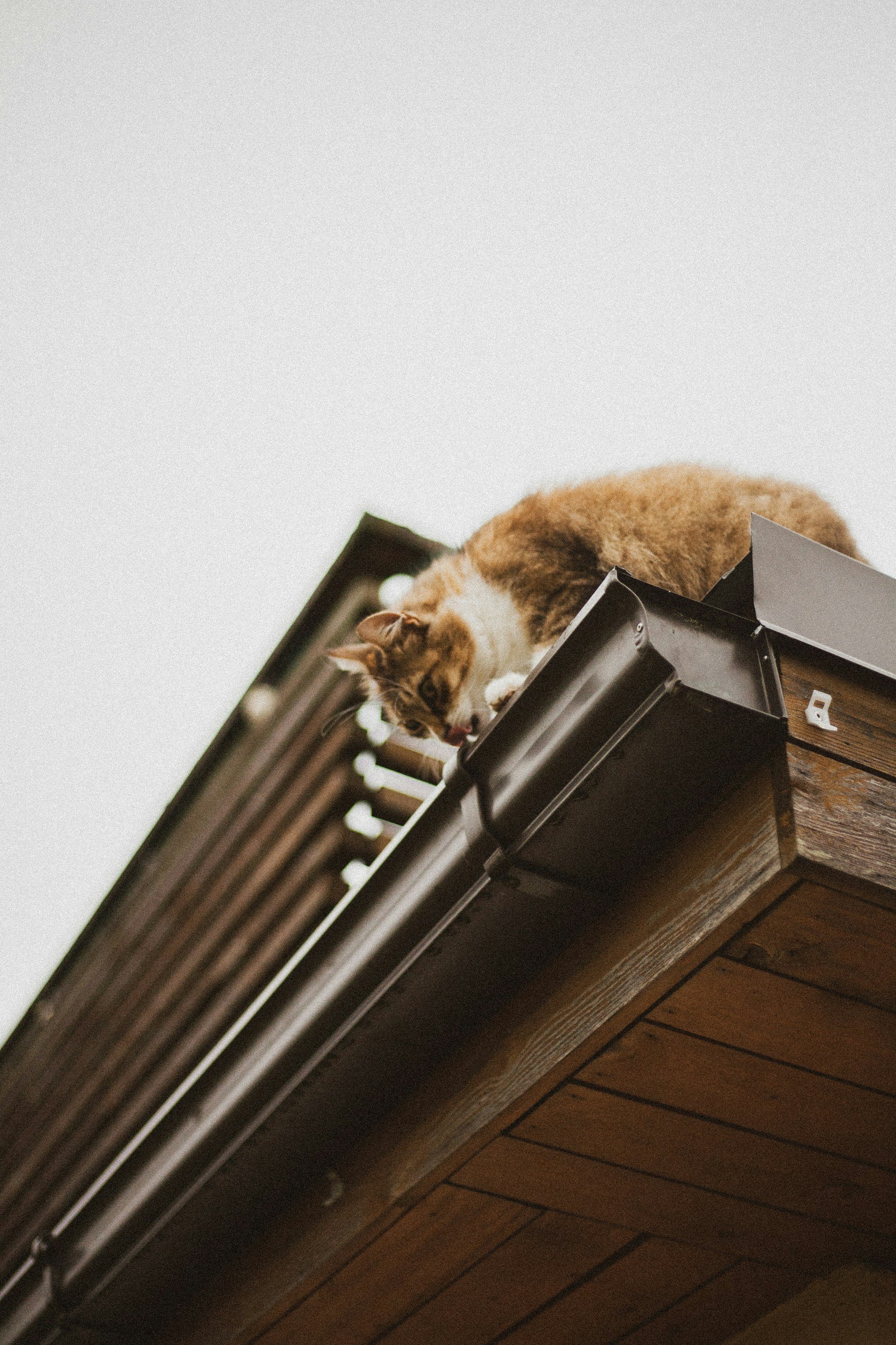 cat drinking from gutter