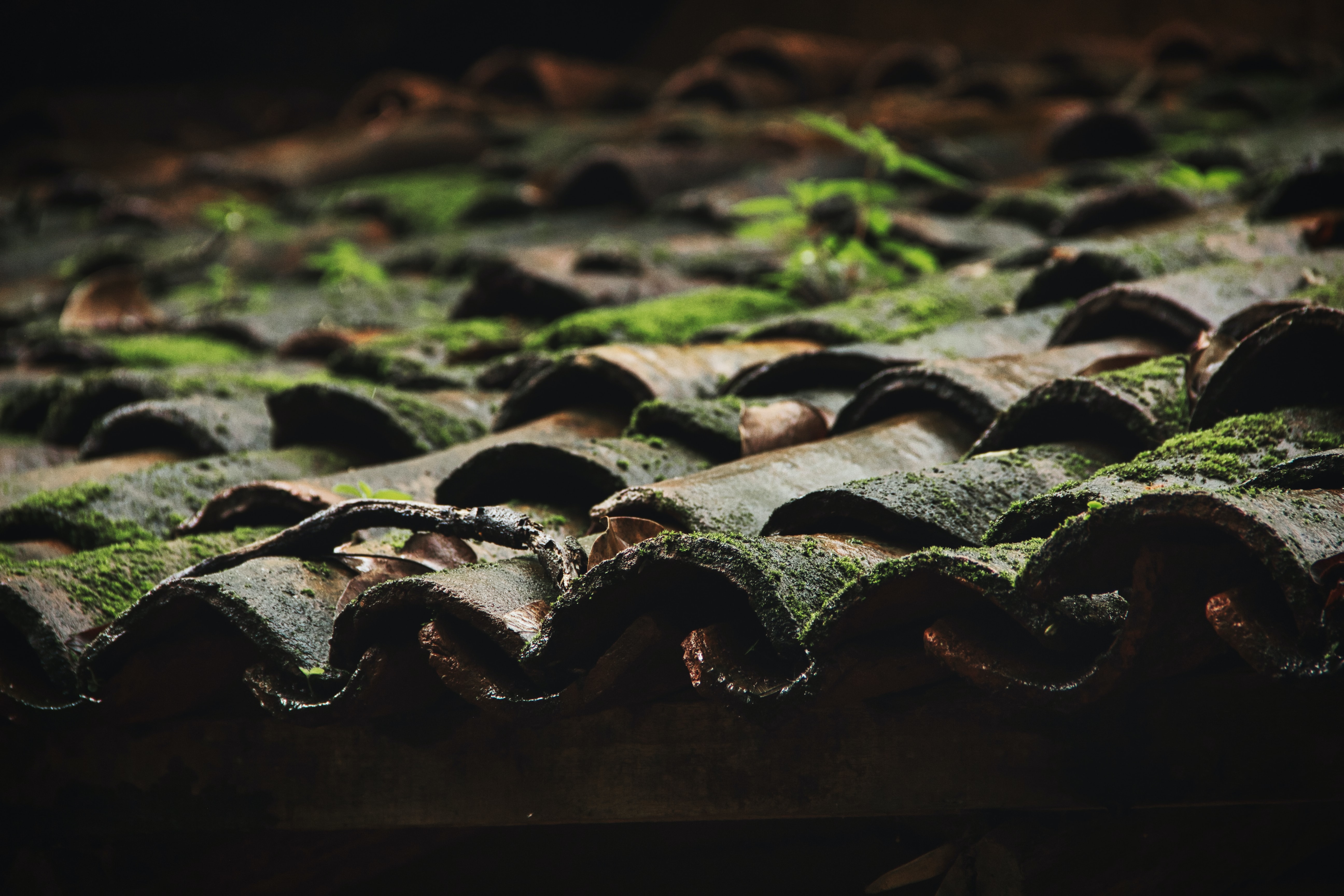 algae on clay tiles